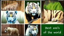 Top 6 most rarest zoos in the world _ Rare and endangered species _ lossGenetic _ diversity