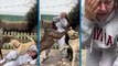 Evlilik programıyla ünlenen yarışmacı Sinem Umaş'ın video çekimini köpekleri bozdu