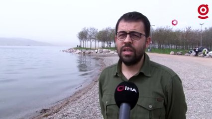 Ölü yunuslar kıyıya vuruyor, sebebi şok etti