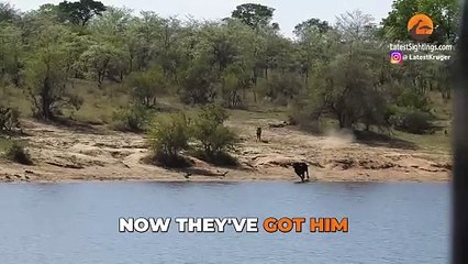 Herd Rescues Buffalo from Lions and Crocodiles!