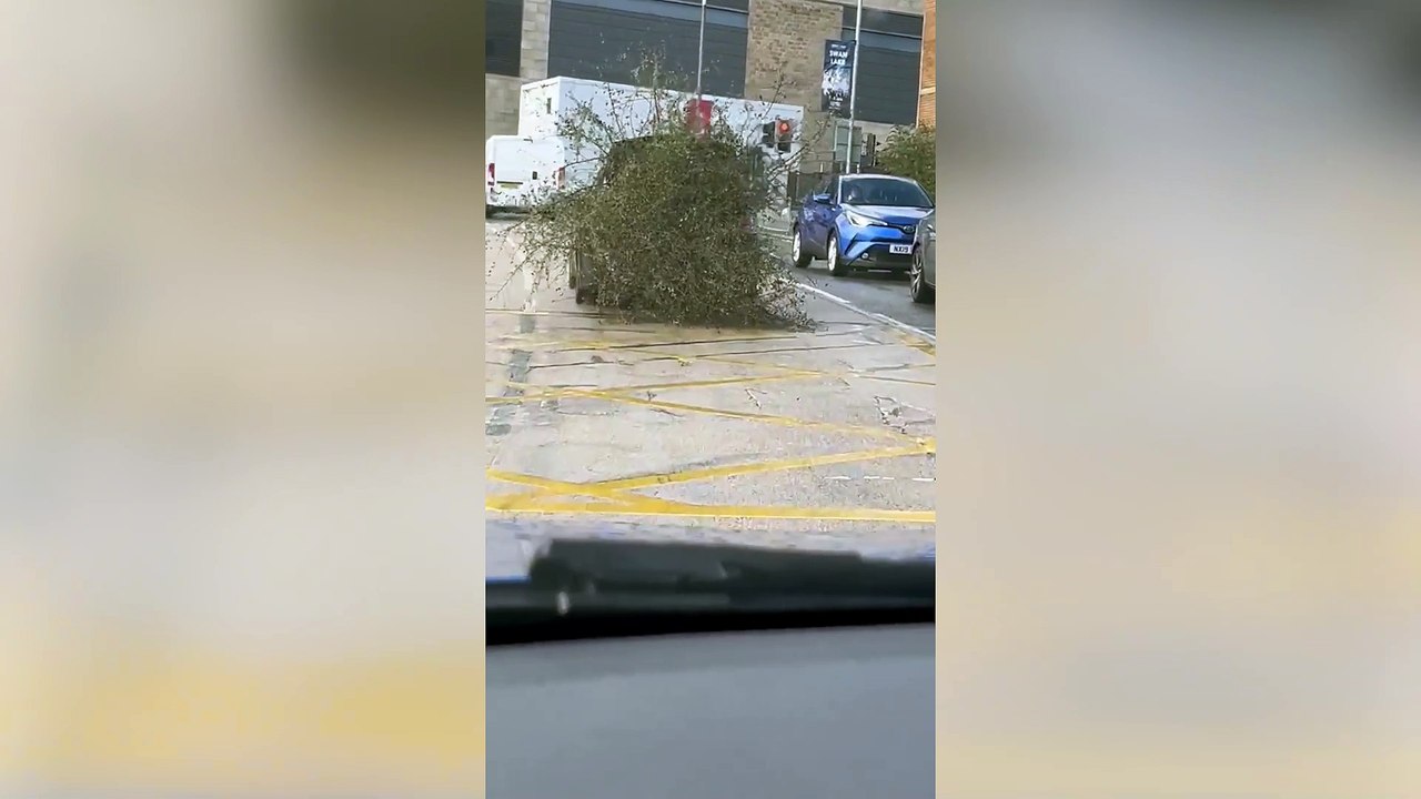 Motorist left shocked after seeing car driving with tree hanging out of ...