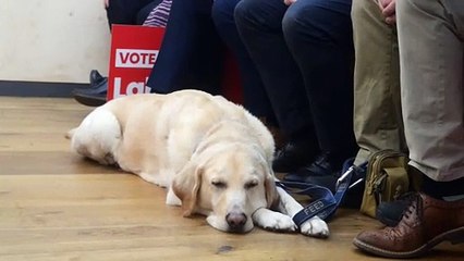 Dog suprised by keir Starmer election date....