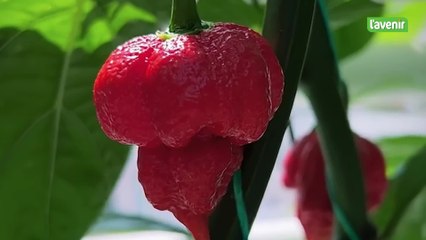 Swet, la sauce piquante bruxelloise qui fait suer les fans de piments