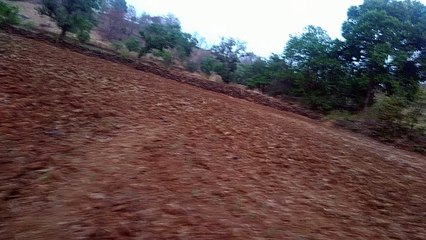 Travel in forest in evening time.