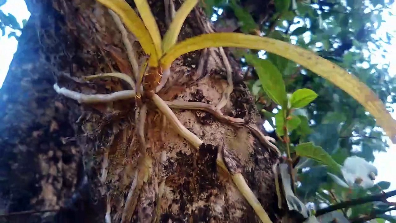 Beautiful natural plants.
