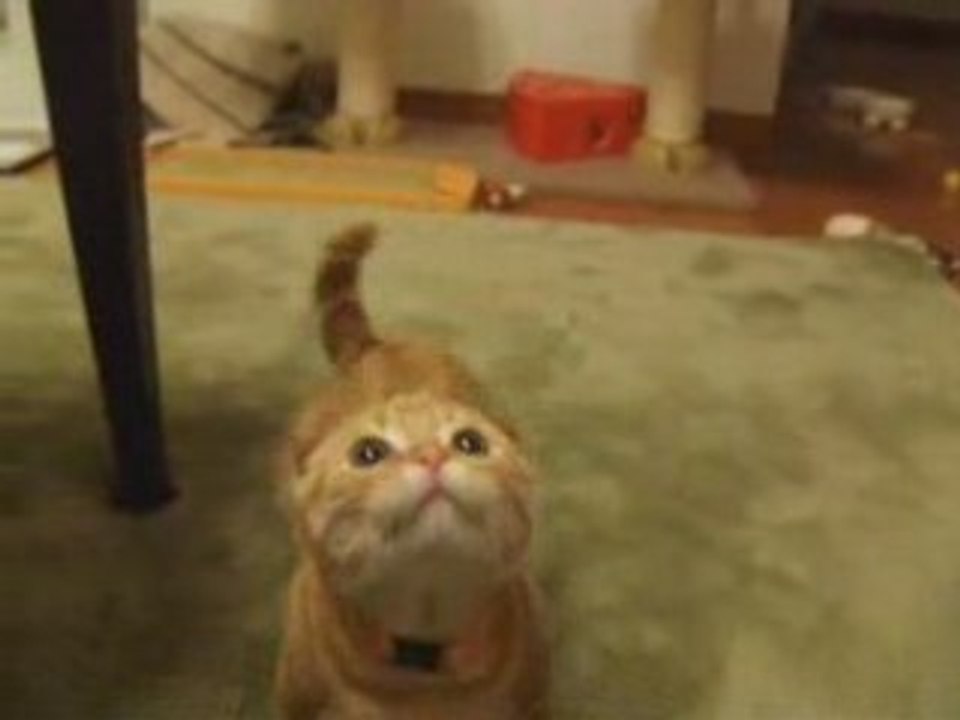 Chat tres mignon