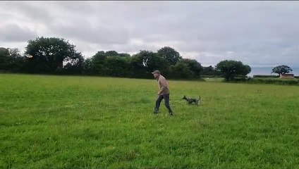 gracie running