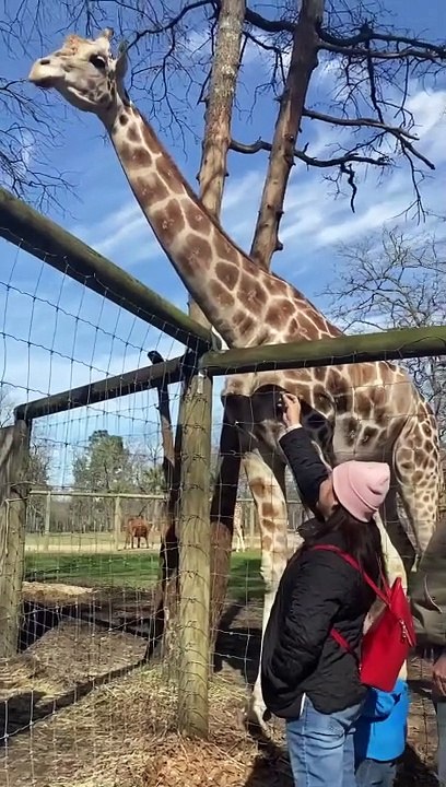 jiraffe