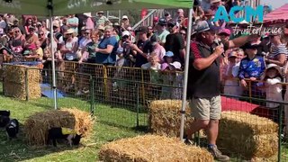 Tathra Pig Day Out, 31.3.24, Bega District News
