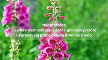 Lecznicze rośliny, które są też trujące