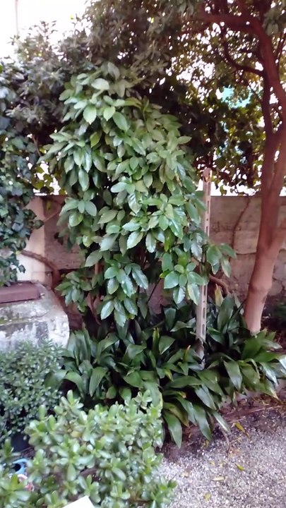 GardenRetro