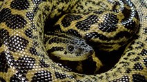Encuentran Muerta A La Serpiente Más Grande Del Mundo Tras Su Descubrimiento