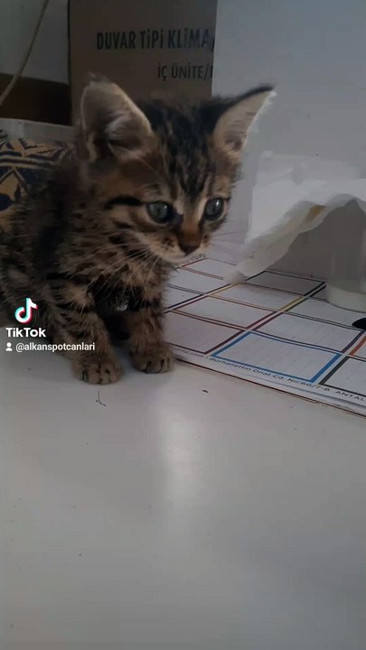 2024-03-19-133539475