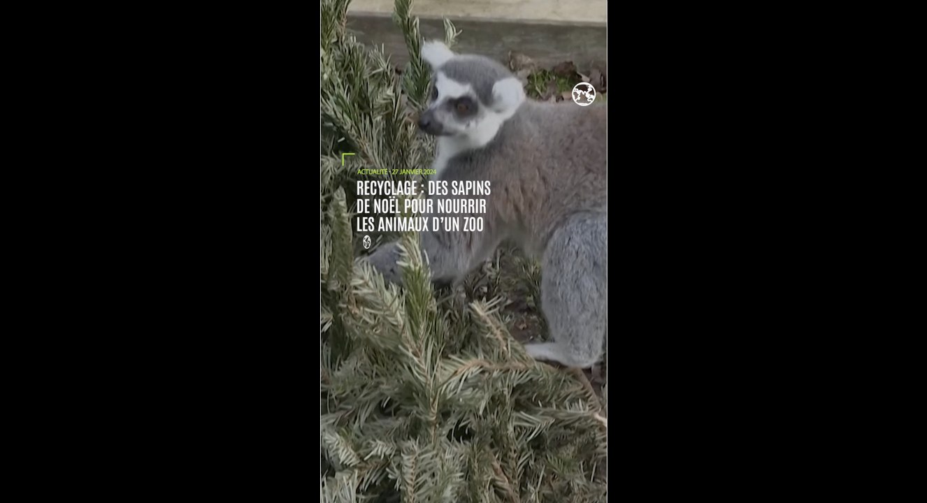 Recyclage : des sapins invendus pour nourrir les animaux des zoos de Thoiry et Vincennes