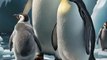 conséquences du réchauffement climatique sur les pingouins