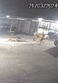 VÍDEO: Policiais de tropa de elite trocam socos e acabam atacados por cachorros; assista