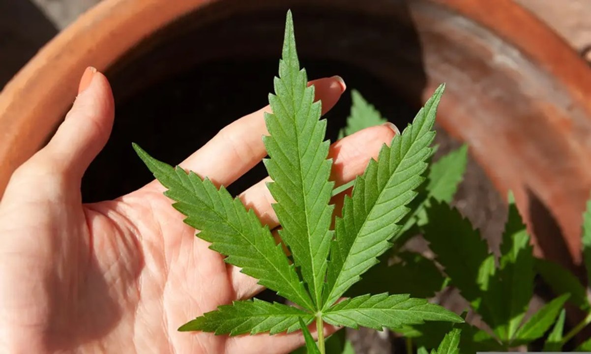 Câmara de João Pessoa promulga lei que autoriza acesso gratuito a medicamentos à base de cannabis