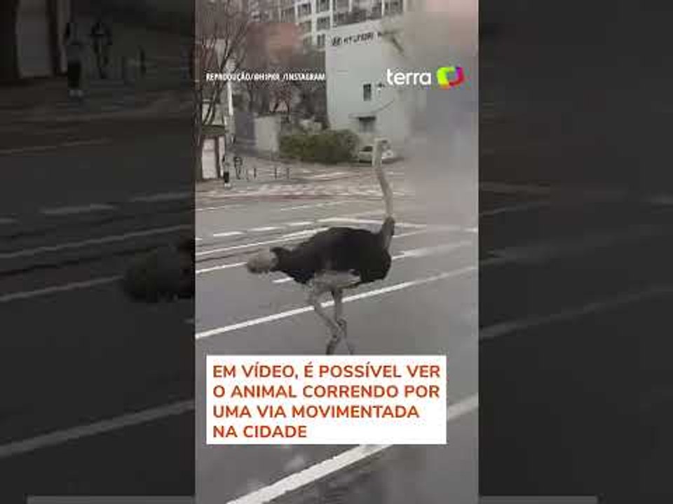 Avestruz escapa de zoológico, corre por avenida...