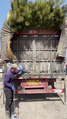 short shorts shortsvideo  auto mechanic mechanicsteve automotive viral fyp autos
