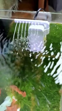 MEILLEURS plus petits outils d’aquarium