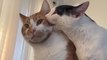 Cat Tries to Chew Face of Another Cat
