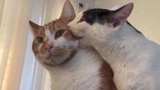 Cat Tries to Chew Face of Another Cat