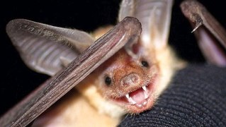 Meet California's new state bat that eats scorpions and lizards