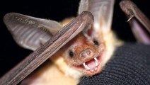 Meet California's new state bat that eats scorpions and lizards