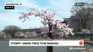 Beloved DC cherry tree 'Stumpy' to be removed in a project to stop flooding