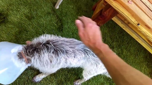 Old film❤️Pepper 2y A593113 Blue Tick Terrier Male Sniffing Around Meet & Greet area at Pima Animal Care Center❤️4000 N. Silverbell Tucson AZ 520-724-5900 on 3-14-17adopted3-18-2017old film