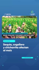 Sequía, cogollero y chicharrita afectan al maíz