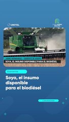 Soya, el insumo disponible para el biodiésel