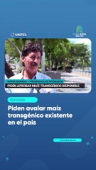 Piden avalar maíz transgénico existente en el país