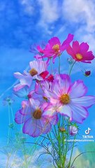 beautiful flowers