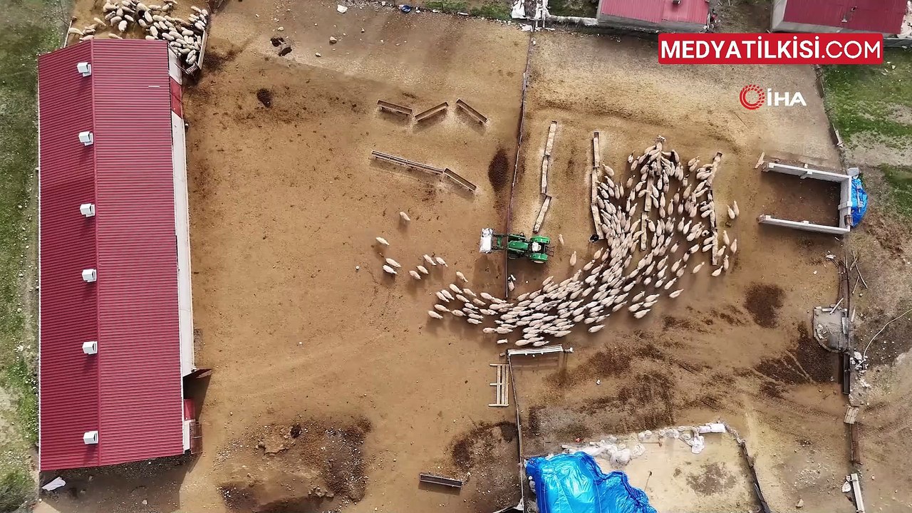 Erzincan’da Koyun ve Kuzuların Coşkulu Buluşması
