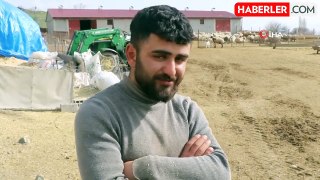 Erzincan'da koyun ve kuzuların coşkulu buluşması