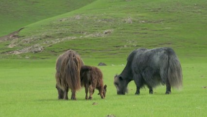 Yak and Other Unique Animals 🌍