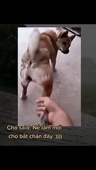 Thân lắm mới cho bắt cái CHÂN á nha | clips hài hước