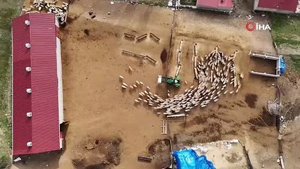 Koyun ve kuzuların coşkulu buluşması