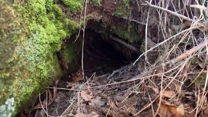 Altın Aslan Buldum Define Kasalarında !!!