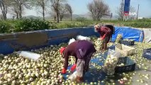 Adana'da sabahın ilk ışıklarıyla zorlu hasat başlıyor, kamyon kamyon sevk ediliyor: Tarlada kilosu 10 TL!