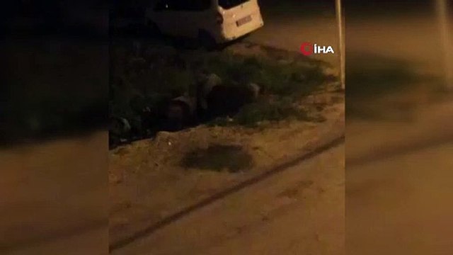 Bursa’da domuz sürüsü şehir merkezine indi