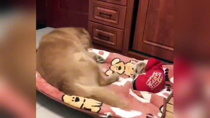 The big dog kicked the little dog hard and kept laughing.