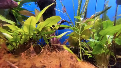 Fishes freshwater
