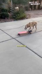 This Skateboarding Dog Steals the Show! | #doglover