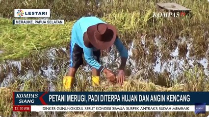 Tanaman Padi Diterpa Hujan dan Angin Kencang, Petani di Merauke Terancam Merugi