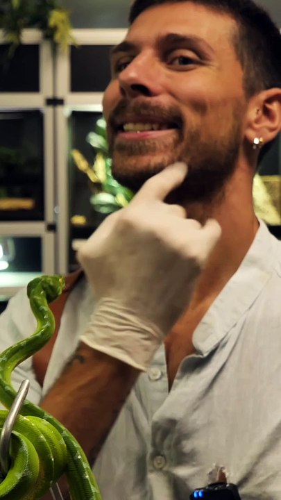 Les serpents sont de vrais prédateurs grâce à CET attribut !