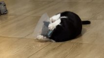 Poor kitten redefines 'desperation' while trying to remove anti-licking hat