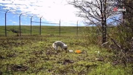 Il signale un grave danger près de l'aéroport : les secours suivent leur intuition pour se rapprocher (vidéo)