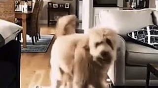 Funny Fails Of Dogs | Entertainment World